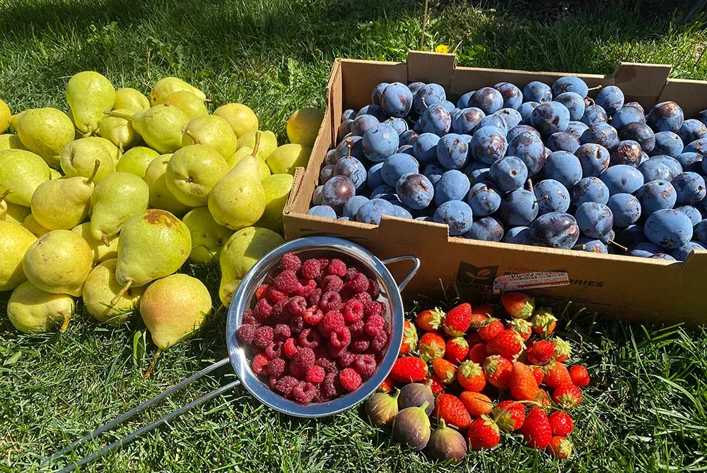A box of plums next to a bowl of raspberries and strawberries