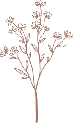 A drawing of a plant with flowers and leaves on a white background.