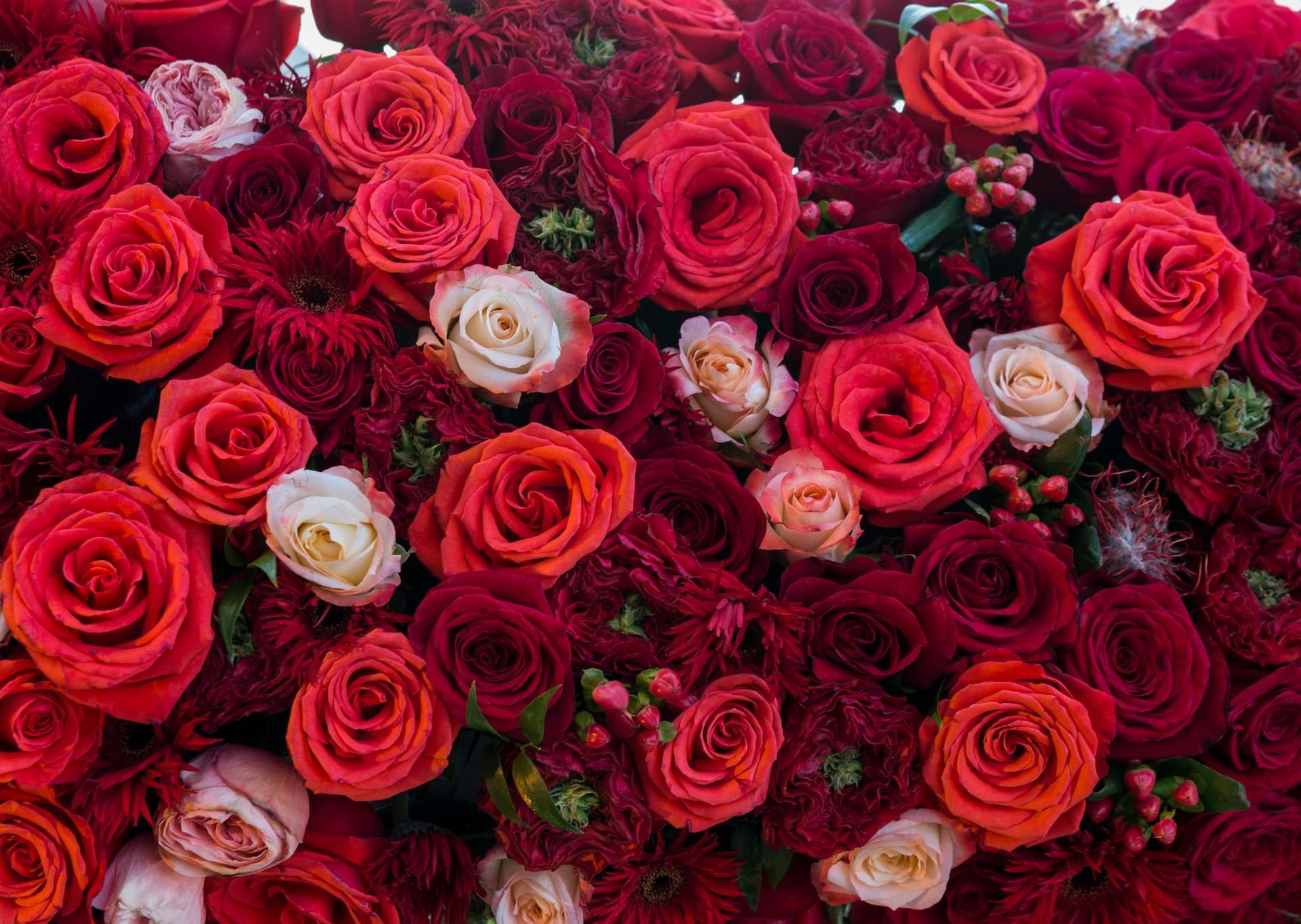 A dense bouquet of red, pink, and white roses filling the frame