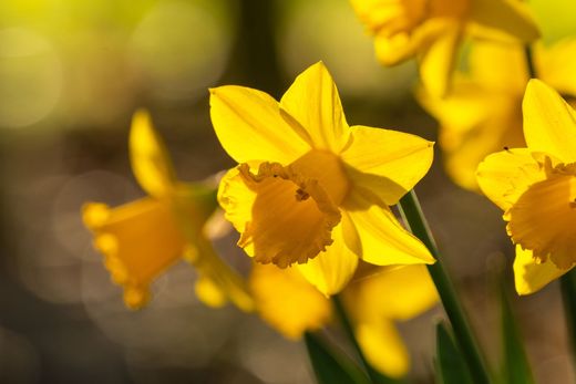 Yellow daffodils blooming in warm sunlight, with a soft blurred background