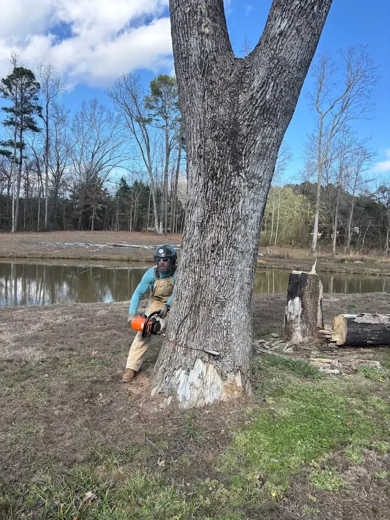 Person using a chainsaw to cut a large tree trunk outdoors near a pond.