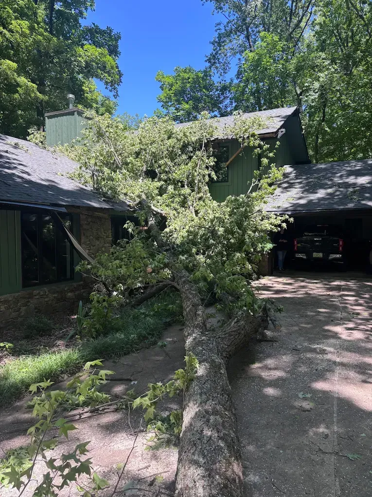 Overgrown tree leaning across a driveway beside a house and garage, with cars partly visible in shade