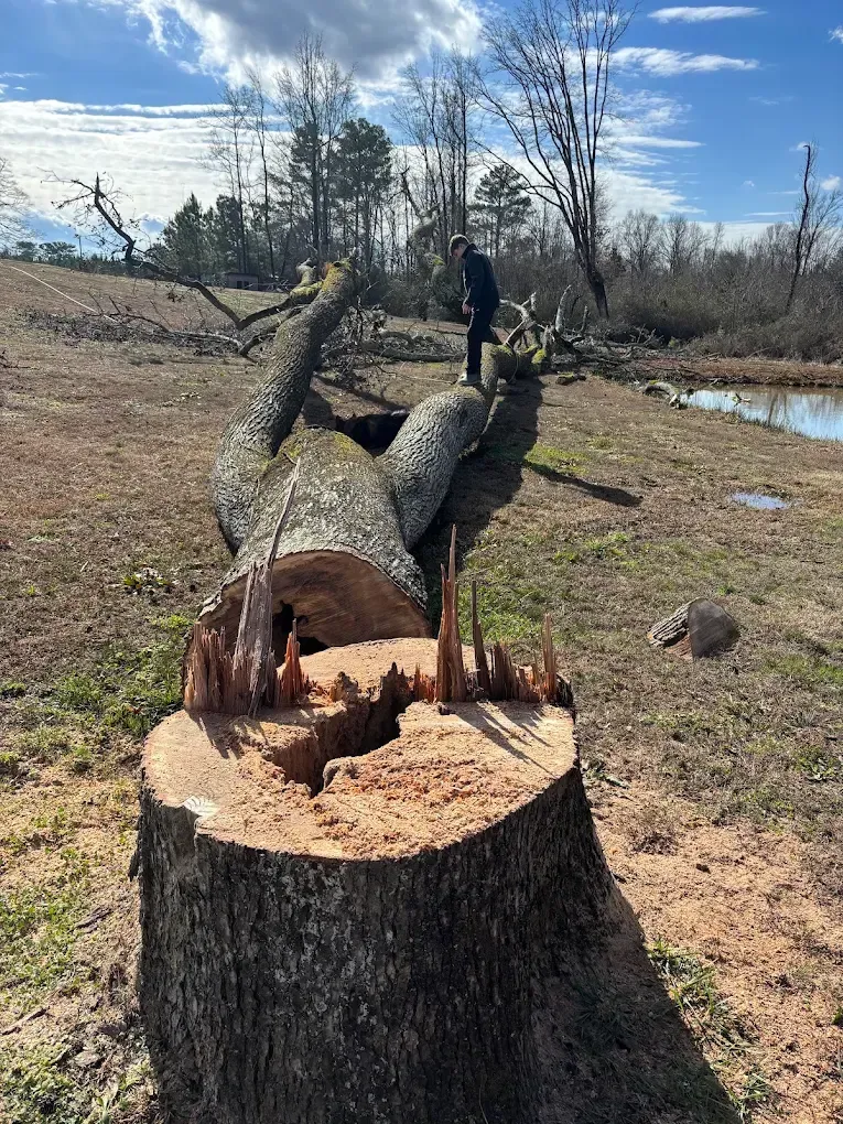 Felled tree trunk in a muddy clearing, with a person standing on the fallen log near a creek.