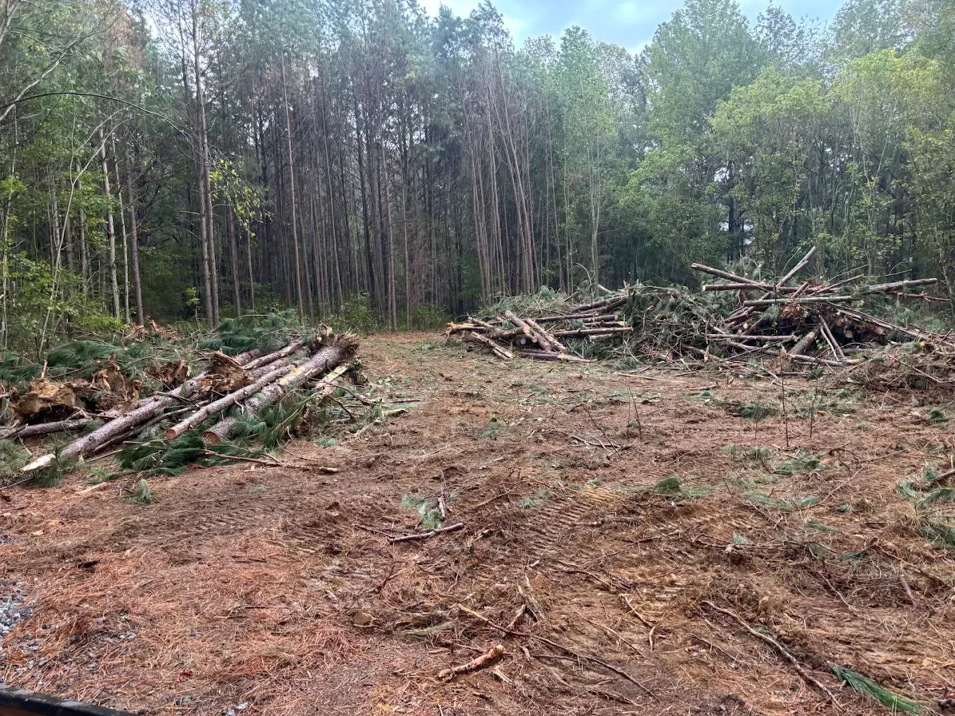 Cleared forest area with piles of cut logs and tree debris beside standing woodland trees.