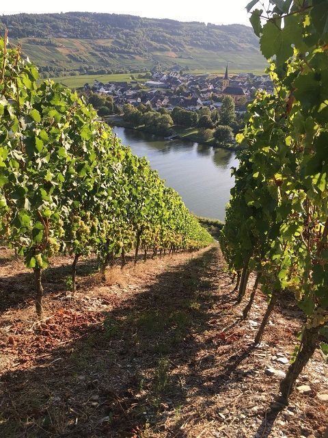 Weinberge an einem sonnenbeschienenen Hang mit Blick auf einen Fluss und ein darunterliegendes Dorf.