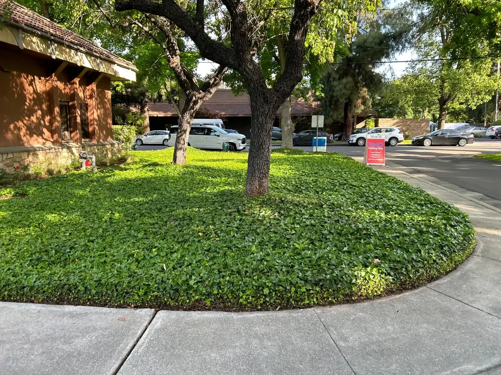Tree in a landscaped roundabout with green ground cover, parked cars, and a building beside a sidewalk.