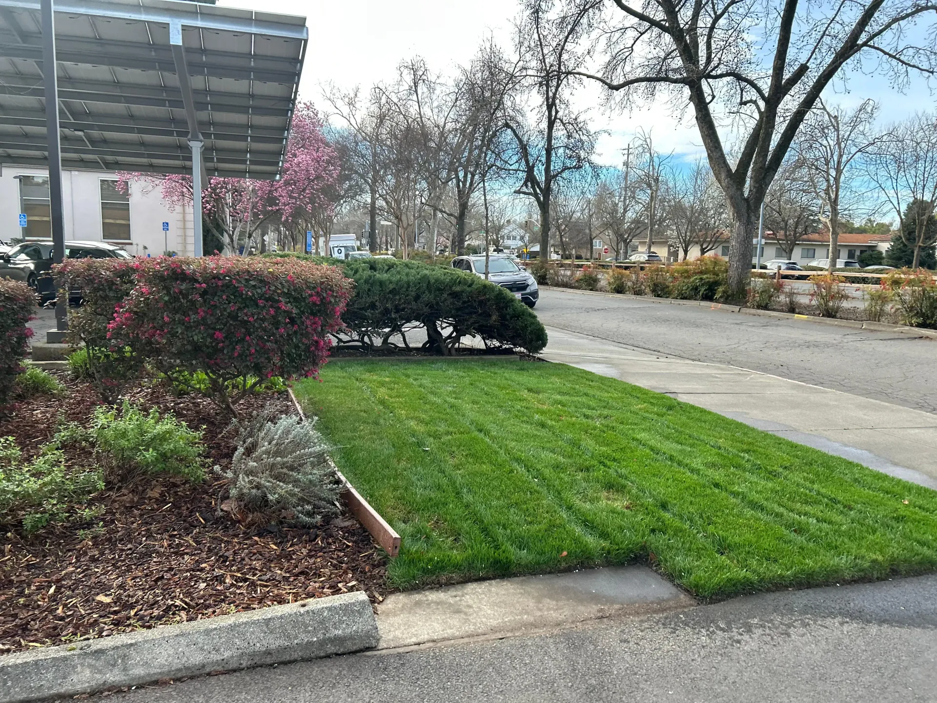 Landscaped sidewalk with green grass, shrubs, trees, and a road beside a building canopy