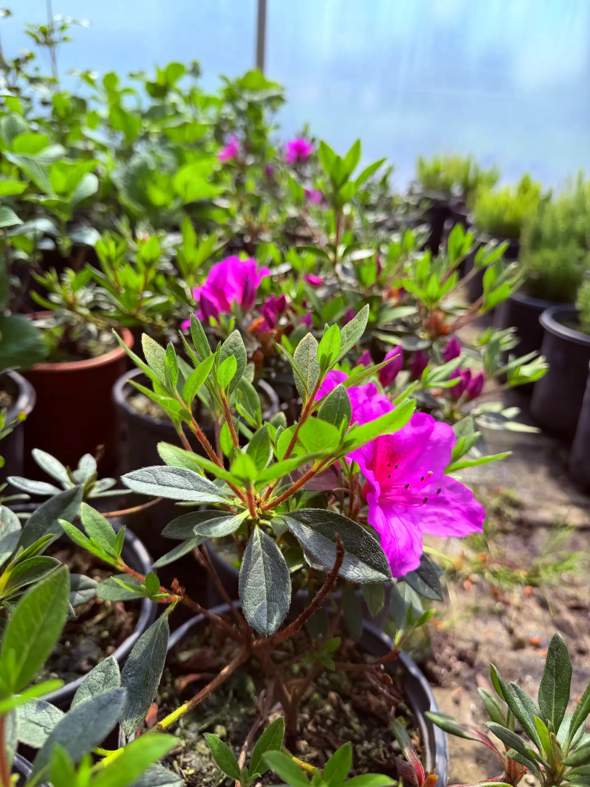 Bright pink flowers blooming on potted green plants in a nursery row