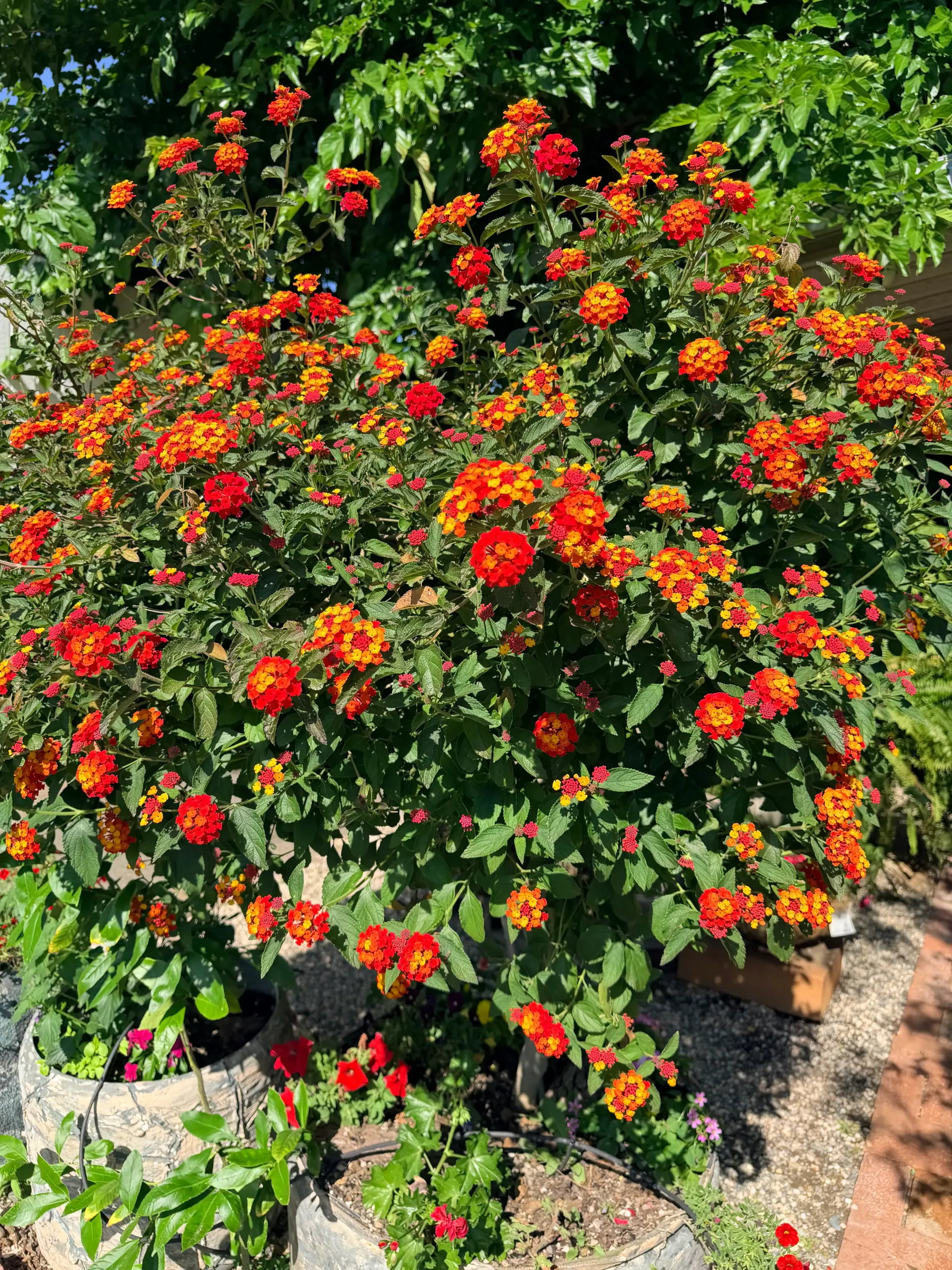 Bright orange and red flowers bloom on a lush green shrub in a garden bed.