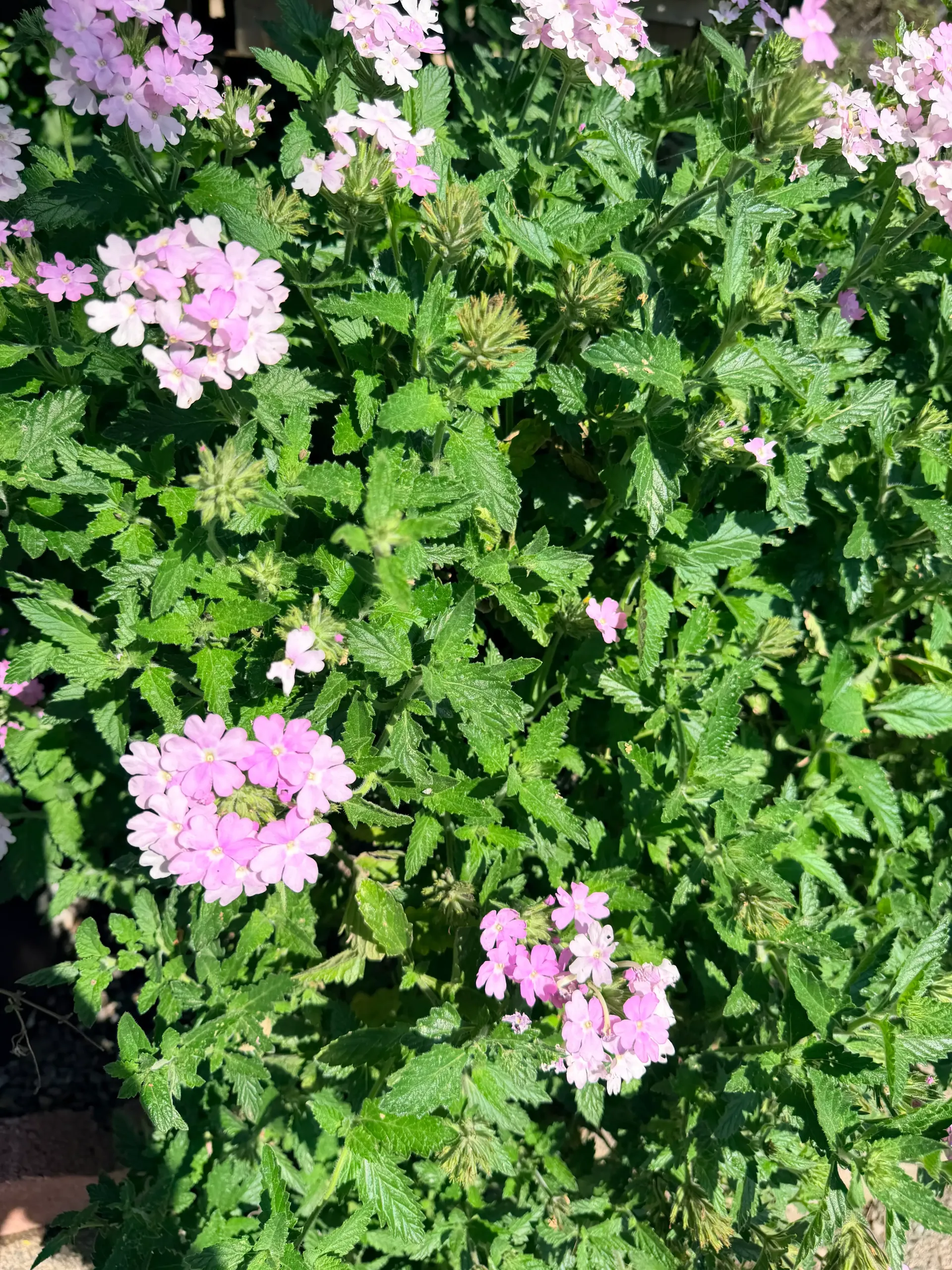Pink flowers blooming on a dense green shrub in a garden
