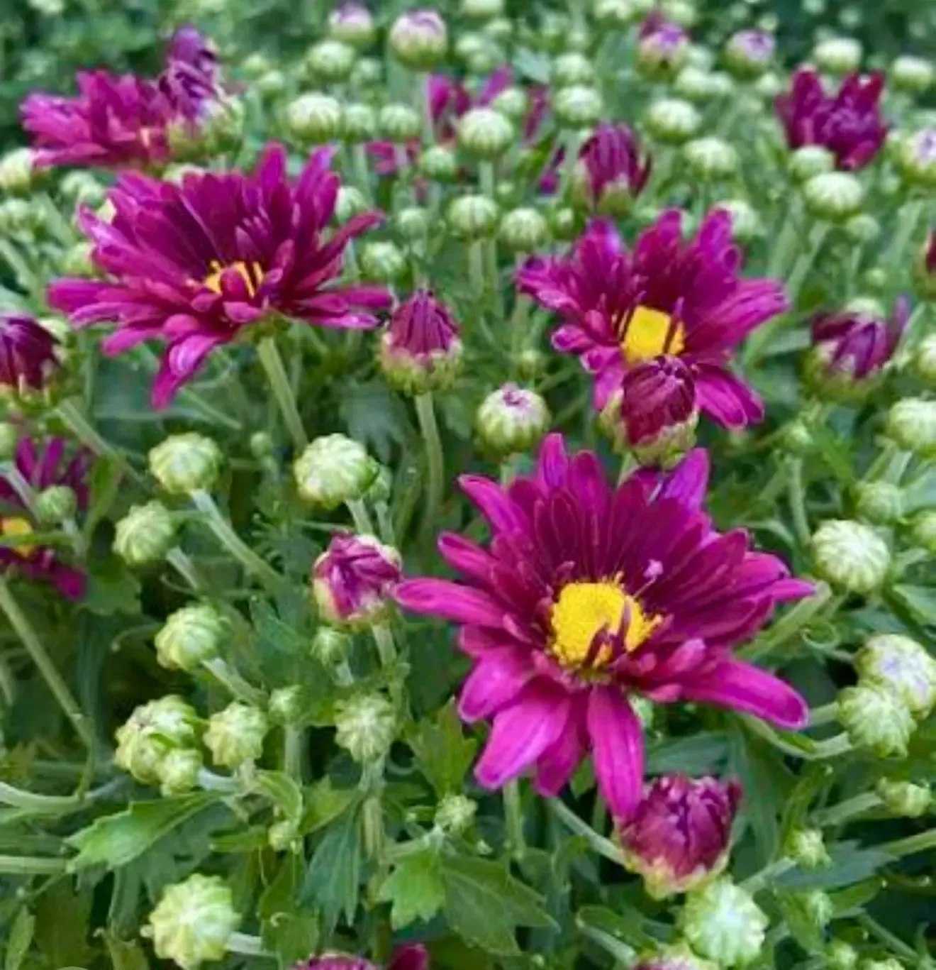 Cluster of magenta and purple daisies with yellow centers in green foliage