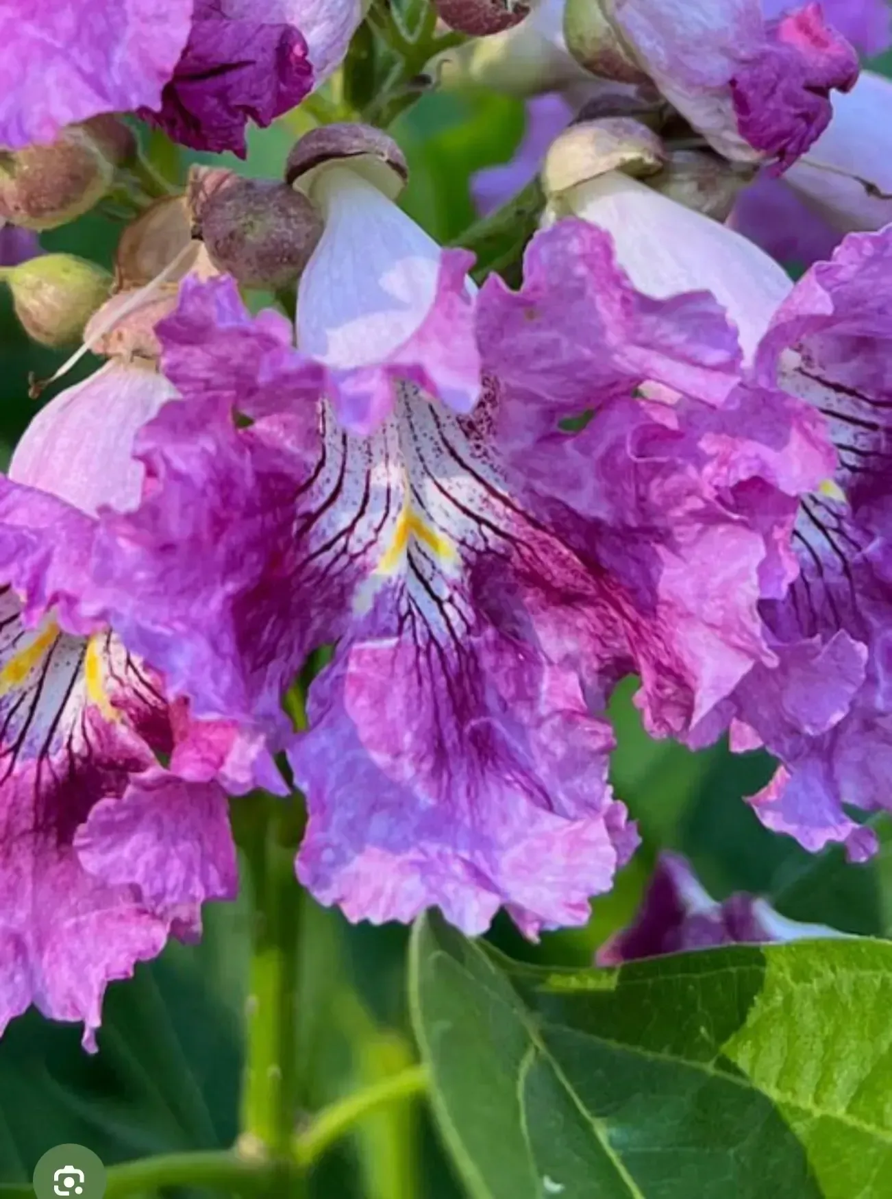 Cluster of purple trumpet-shaped flowers with green leaves in a garden