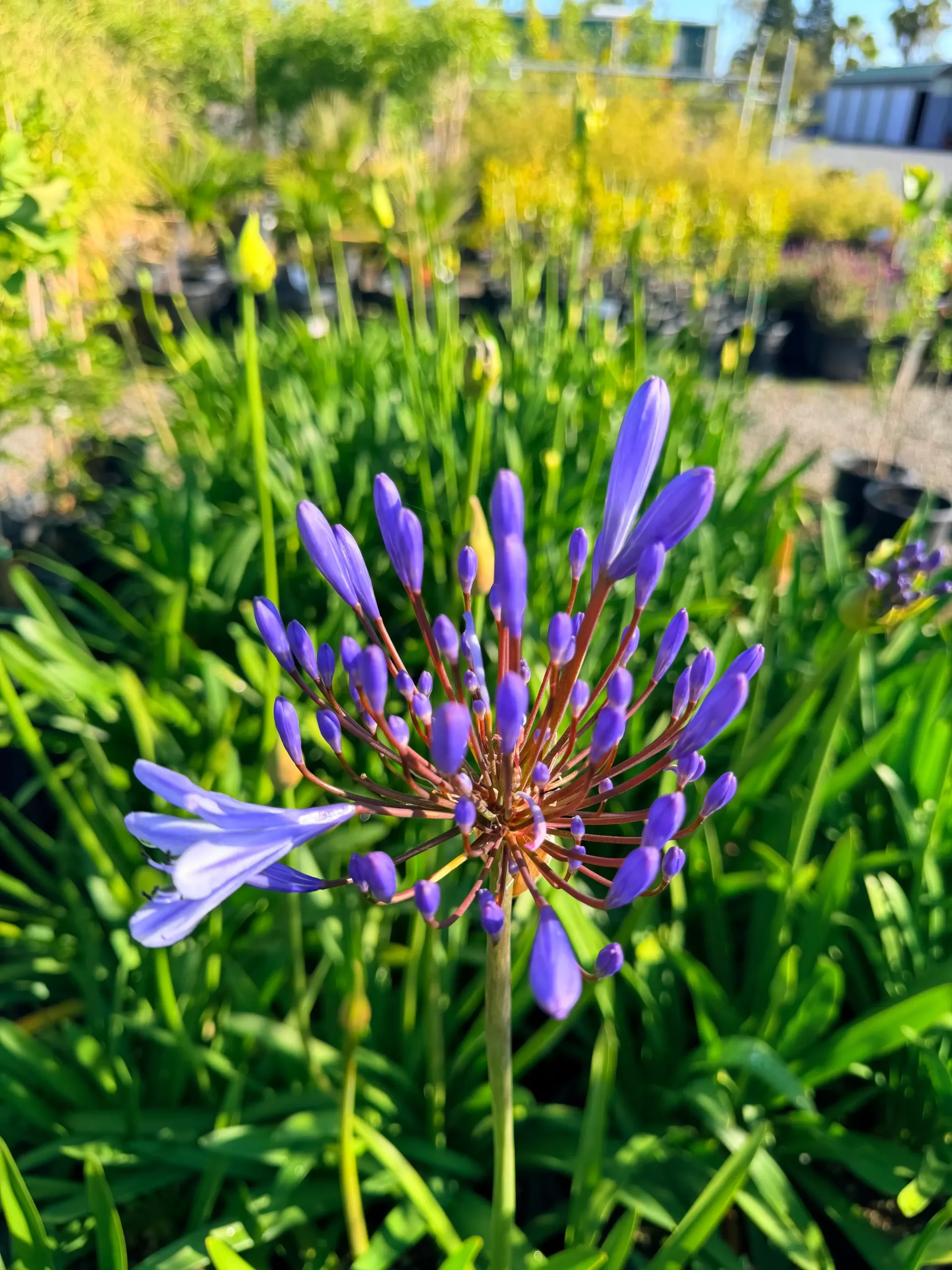 Native & Drought-Tolerant Plants