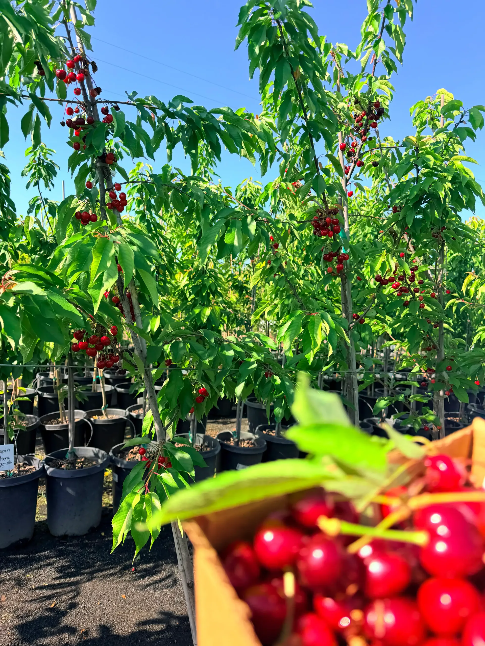 Red cherries hanging on orchard trees, with a hand holding a cluster in the foreground