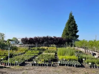 Rows of young potted plants in a nursery under a clear blue sky, with a tall conifer in the background
