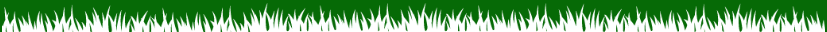 Thin strip of green grass along the bottom edge on a white background