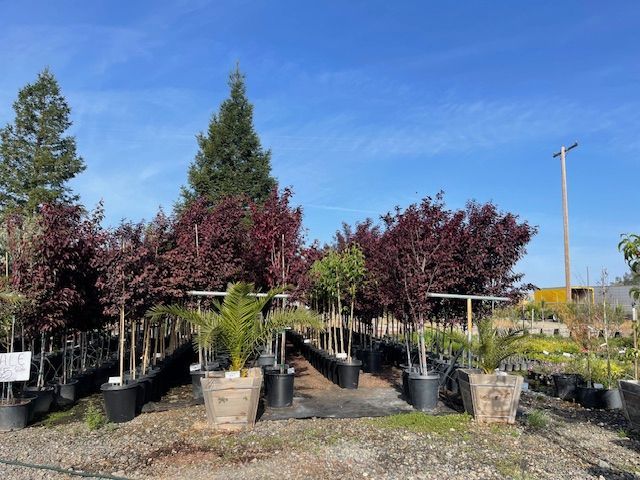 Outdoor plant nursery with rows of potted trees and shrubs under a clear blue sky