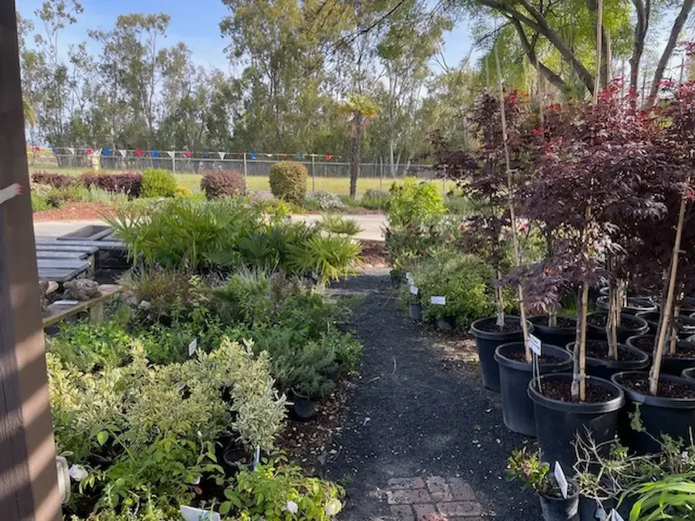 photorealistic outdoor plant nursery showing a variety of drought tolerant shrubs and trees in a sunny California setting