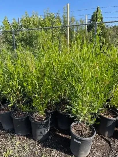 Potted green shrubs lined up outdoors in a sunny nursery with wire fencing in the background
