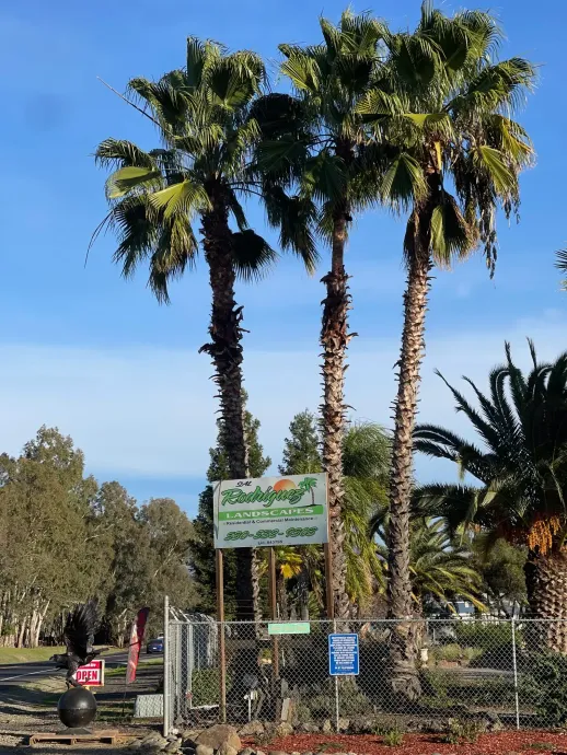 Tall palm trees and a fenced garden entrance with signs under a clear blue sky