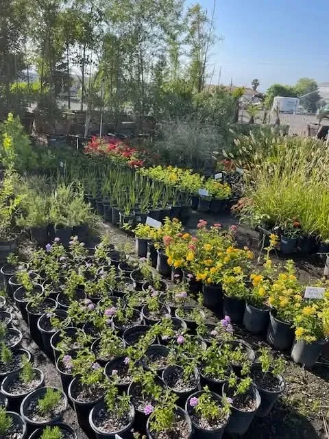 Rows of potted plants at a greenhouse, with green and purple foliage under bright daylight