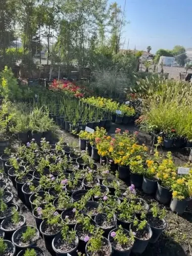 Rows of potted plants and shrubs at an outdoor nursery in bright daylight