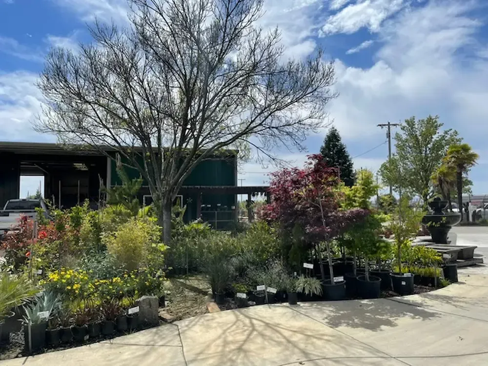 Outdoor nursery with potted plants, small trees, and a large leafless tree under a blue sky