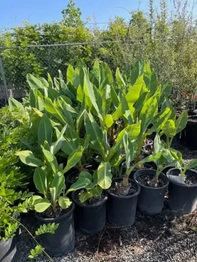 Potted green plants lined up outdoors in a garden or nursery area.