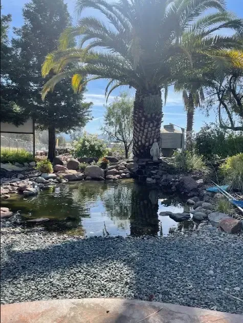 Palm tree reflected in a small pond, bordered by rocks and gravel under a bright blue sky.