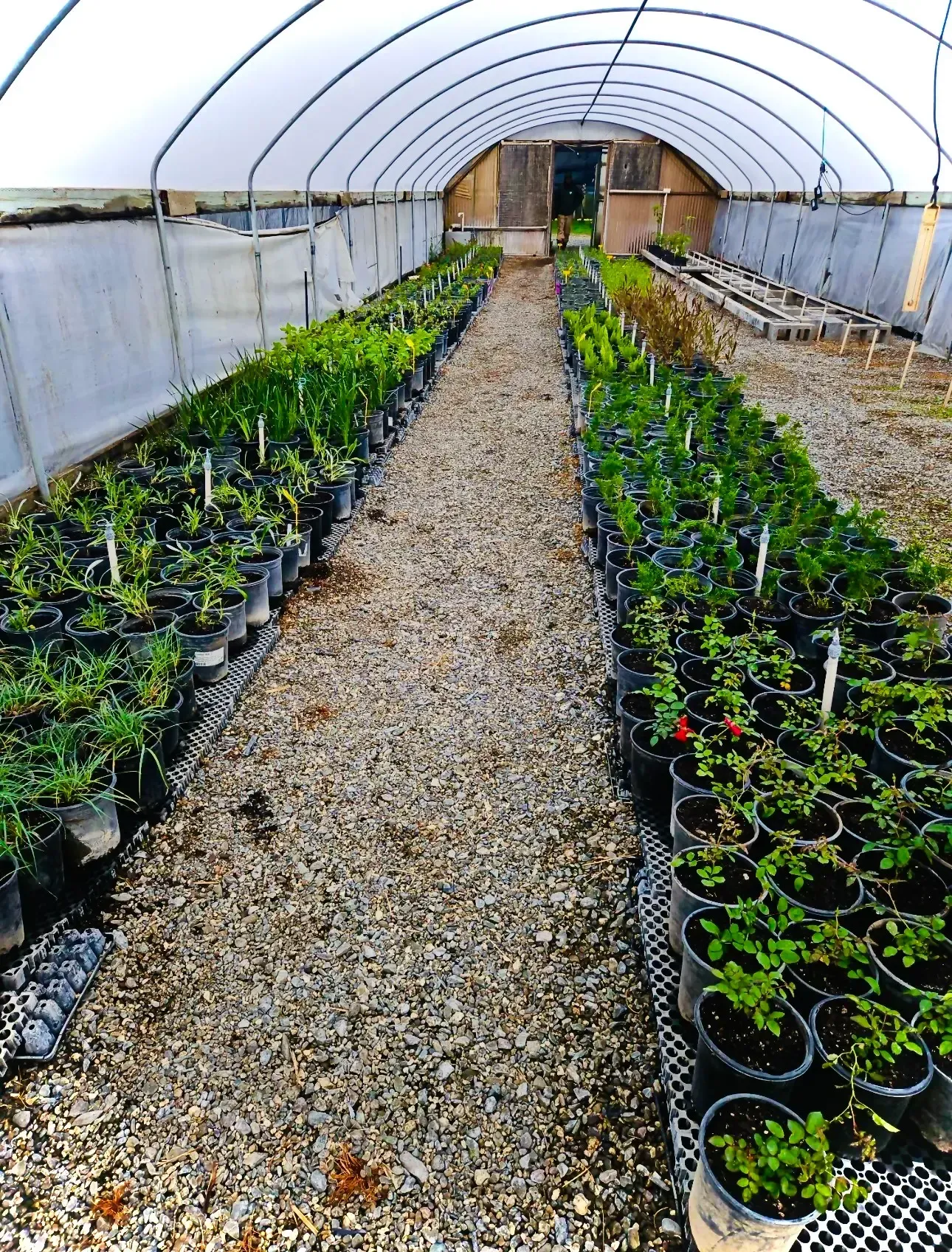 Plastic-covered greenhouse with rows of potted seedlings lining a gravel aisle