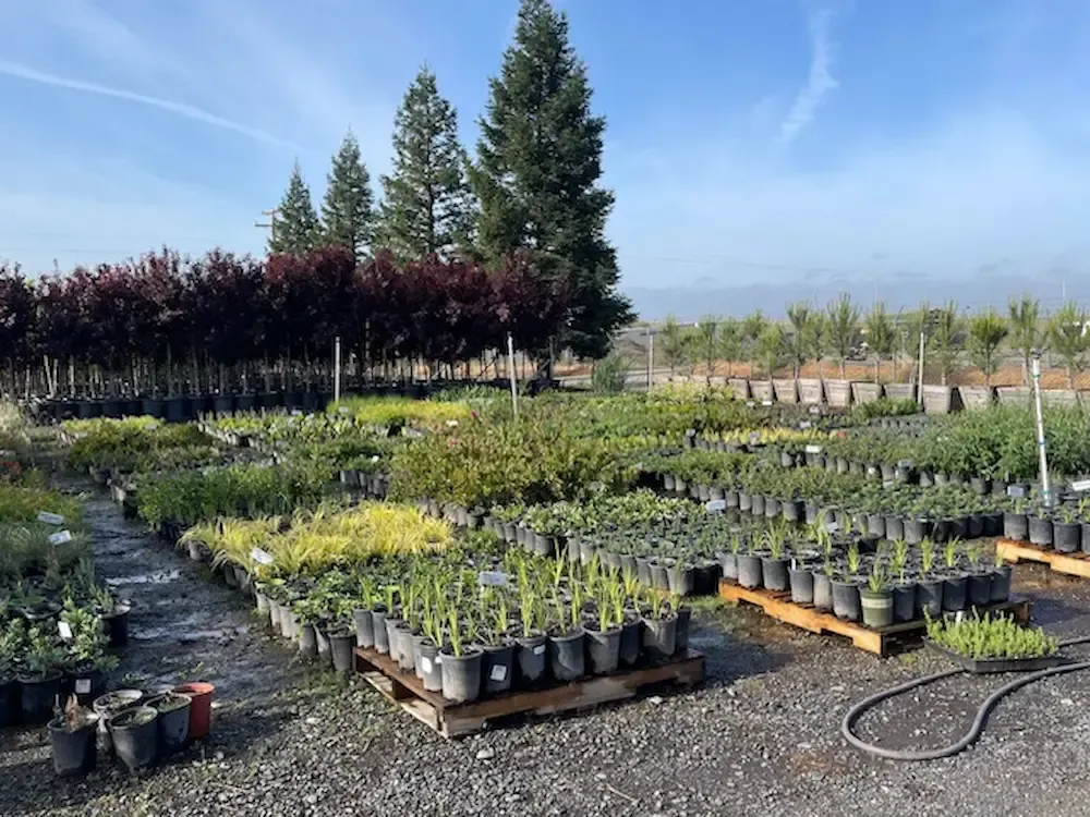 Rows of potted nursery plants outdoors under a blue sky, with trees in the background.