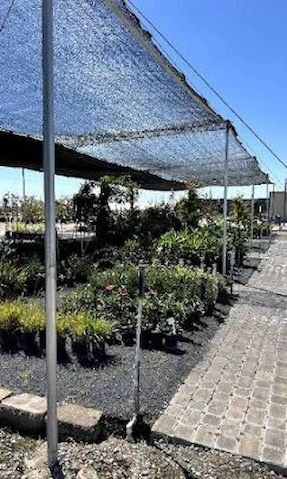 Shade-covered plant nursery with rows of potted plants along a cobblestone path under a blue sky
