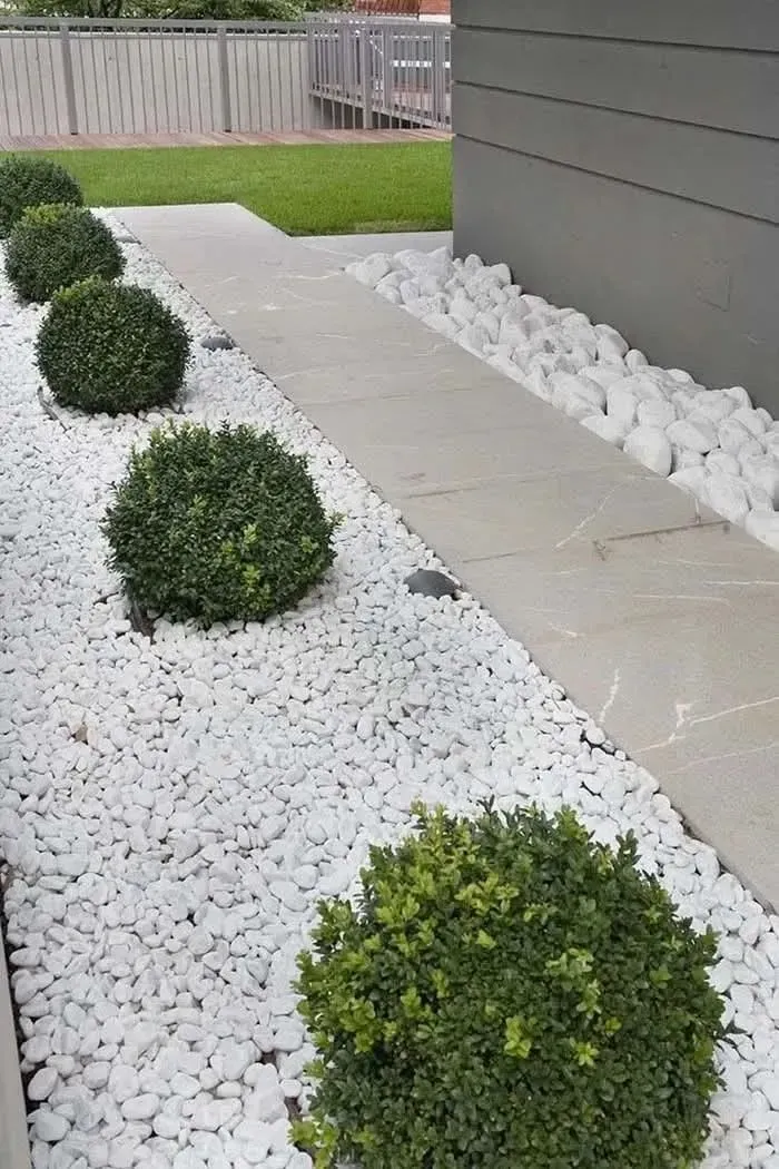 White gravel garden with round shrubs beside a concrete walkway and gray house wall