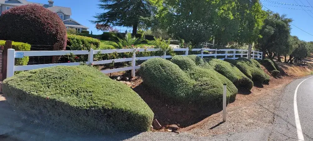 Trimmed hedges lining a white fence beside a sunny roadside