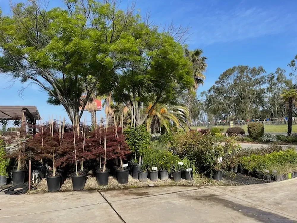 Row of potted plants and small trees outdoors at a nursery under a bright blue sky