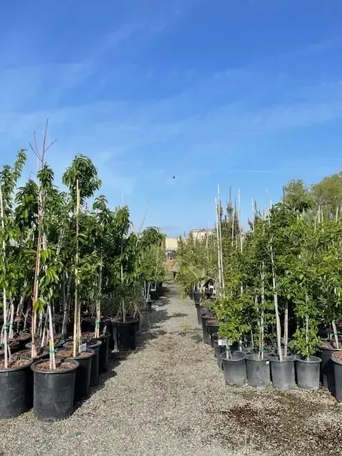 Rows of potted plants in a nursery under a clear blue sky, with a gravel path between them