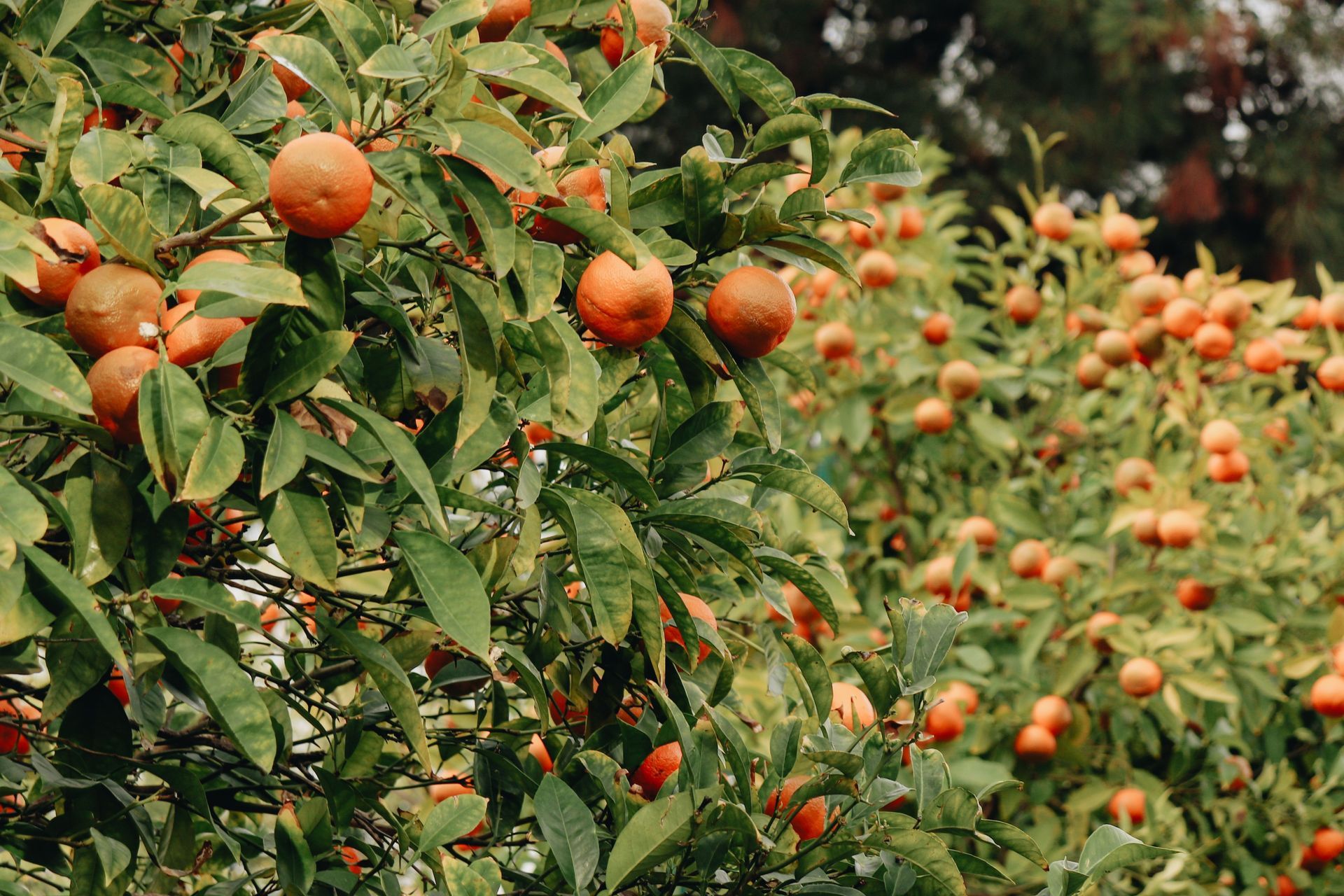 Orchard of orange trees laden with ripe fruit and green leaves