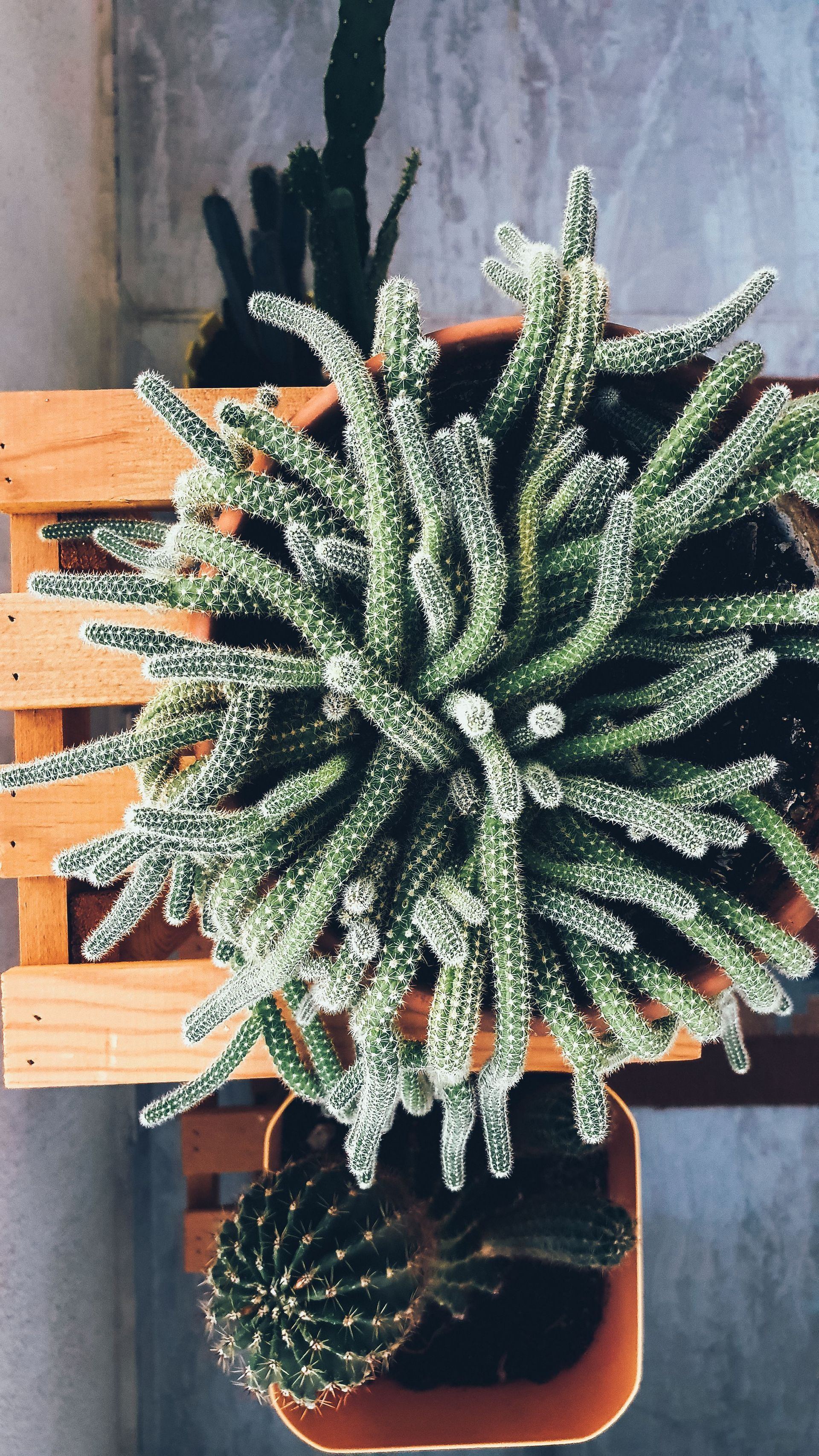 Two potted succulents on a wooden shelf, one large variegated plant above a small dark green succulent.