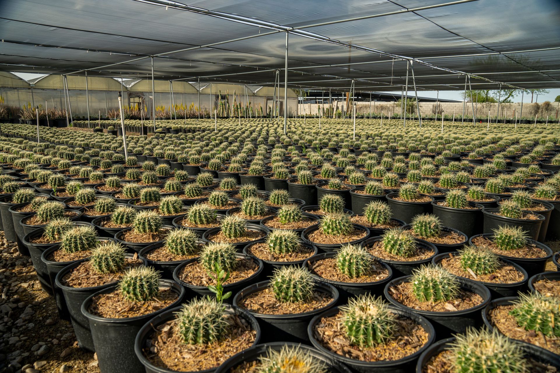 Rows of potted cacti in a shaded greenhouse nursery