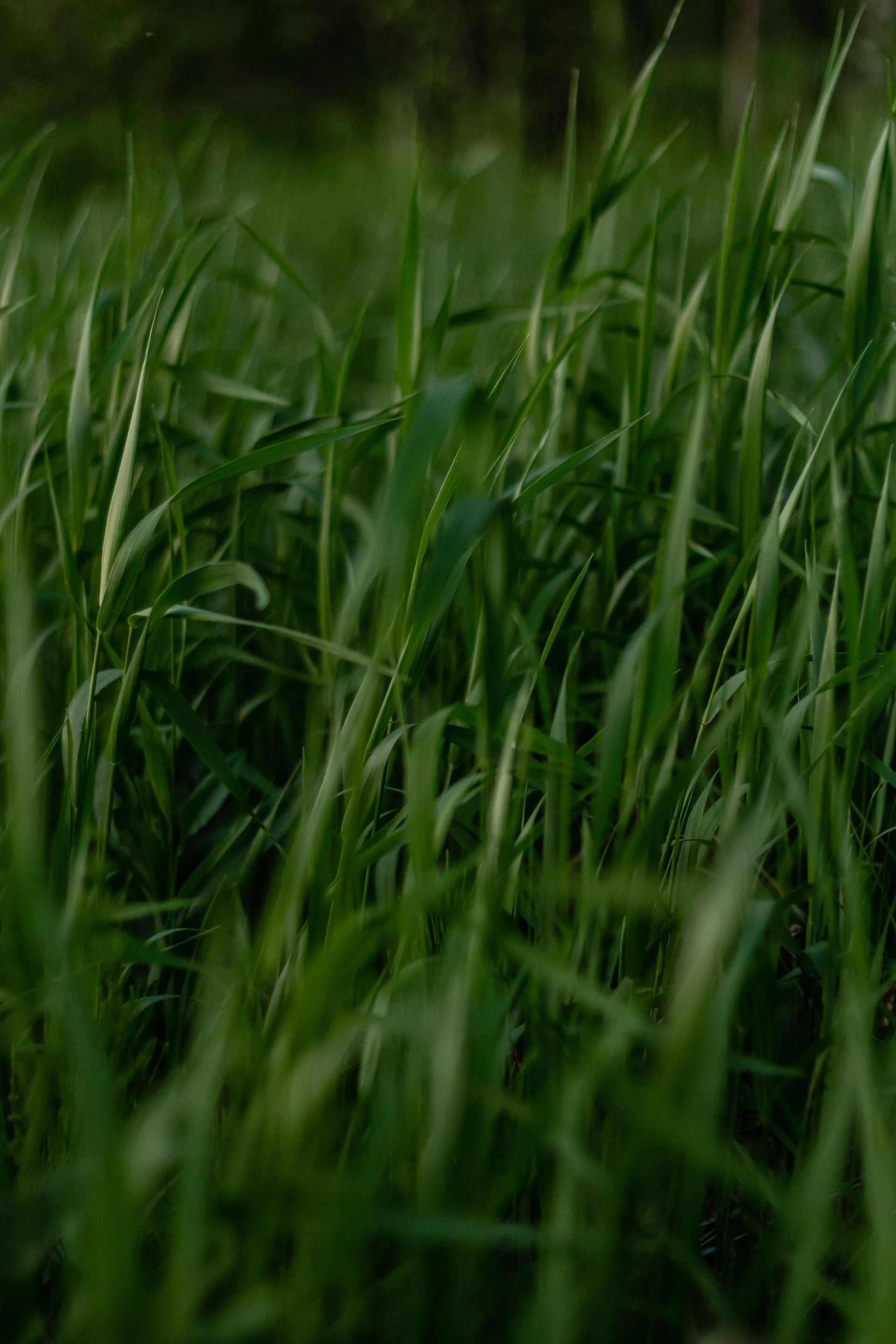 Close-up of tall green grass blades swaying in a dim, natural setting