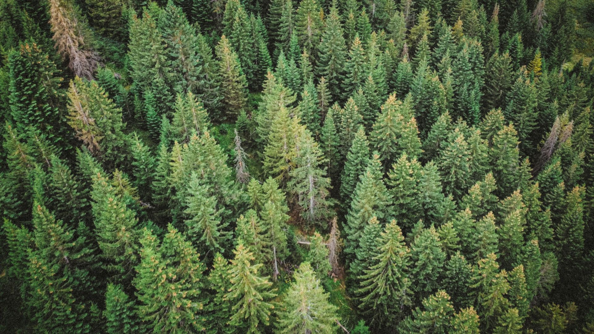 Dense green pine forest viewed from above, with a narrow path running through the trees
