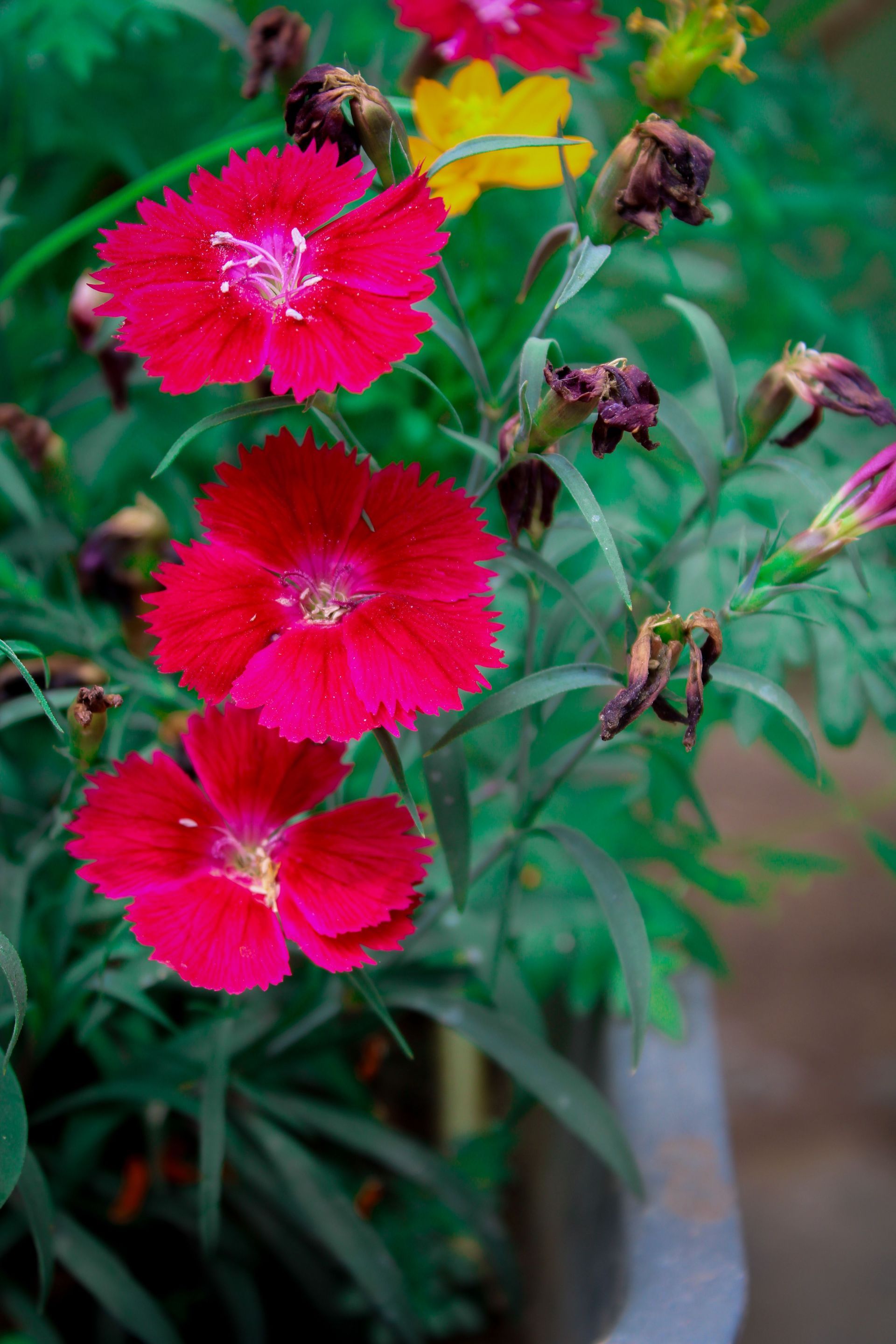 Bright pink dianthus flowers blooming in a garden pot