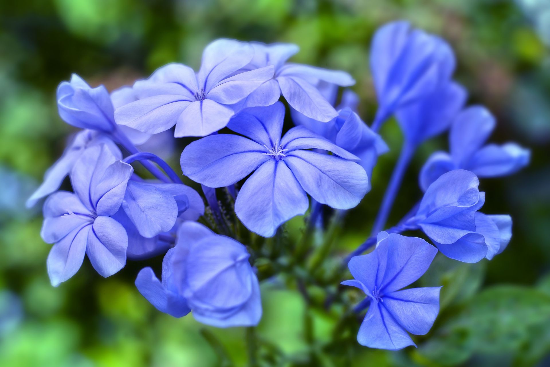 Cluster of blue flowers with delicate petals against a soft green background