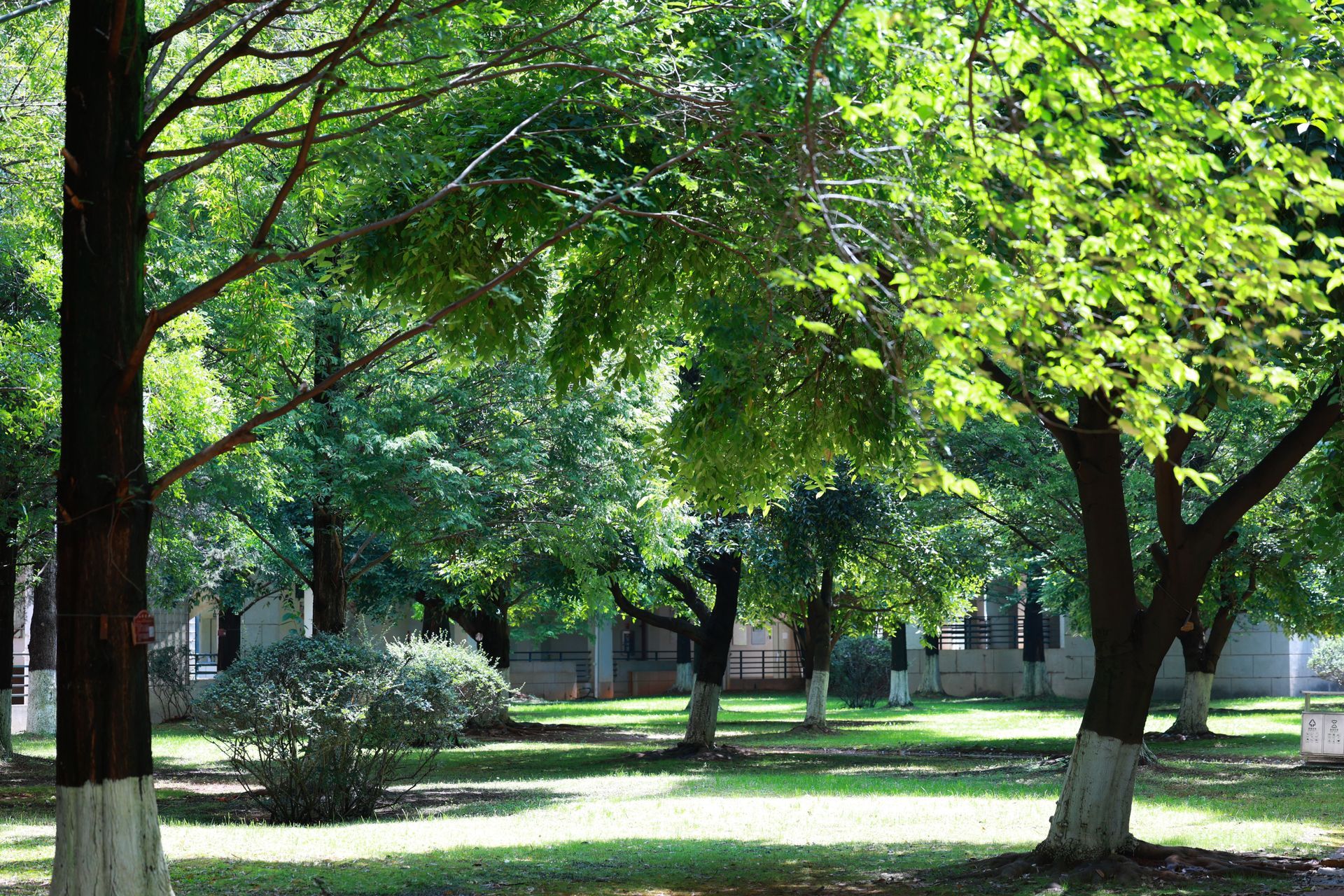 Tree-lined park with green grass and sunlight filtering through dense leaves