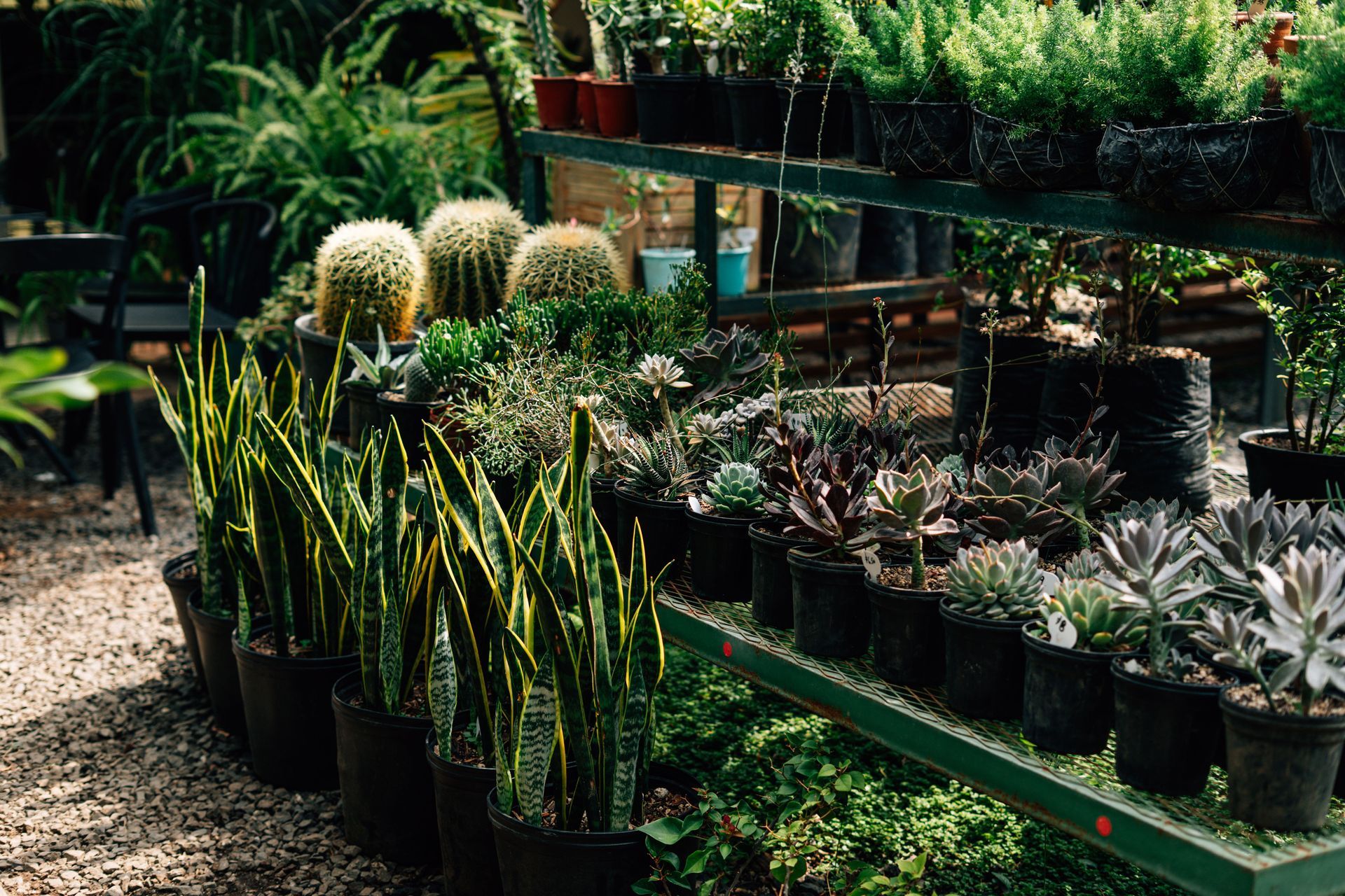 Rows of potted cacti and succulents on shelves in a greenhouse garden center