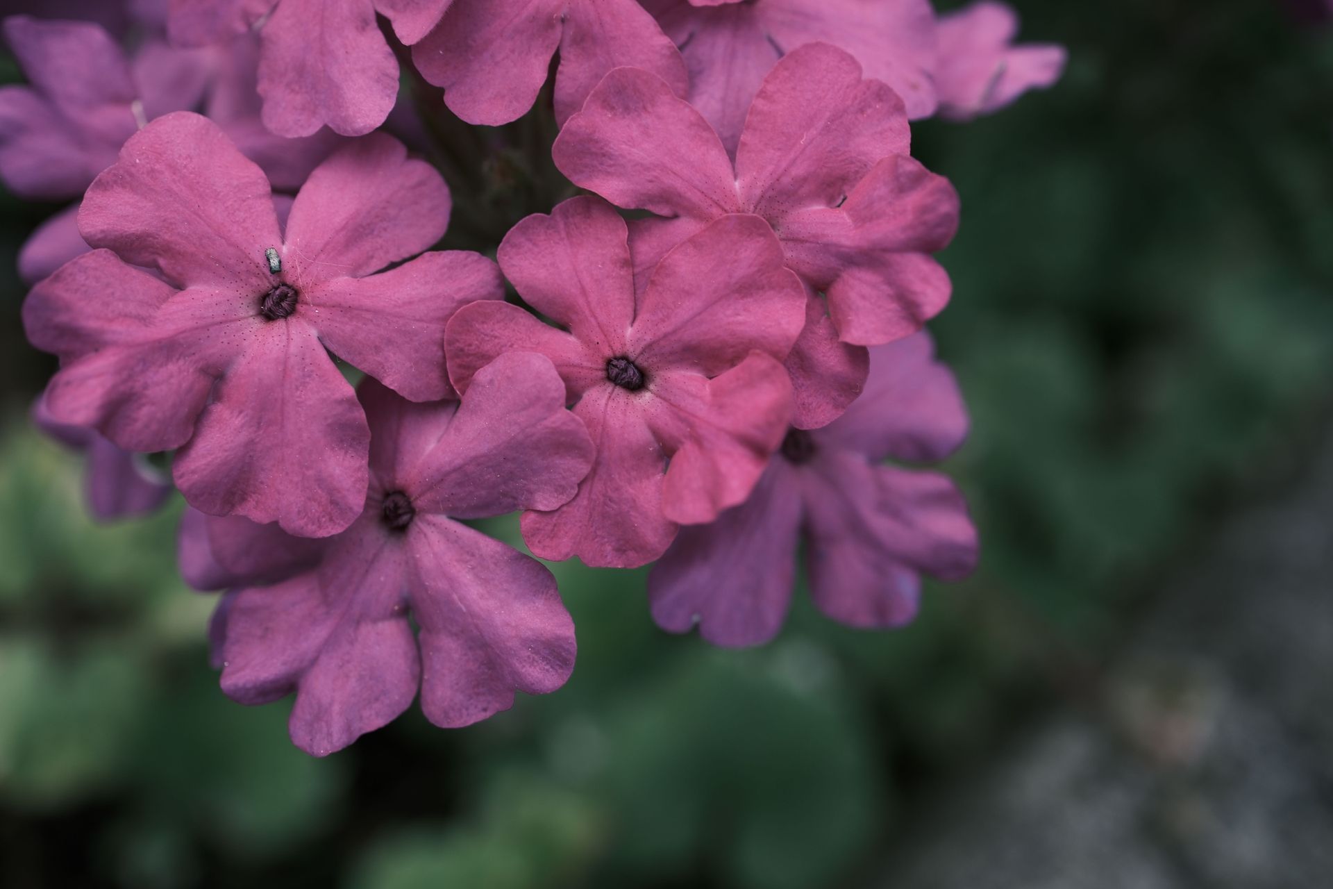 Cluster of pink flowers with dark centers against a blurred green background