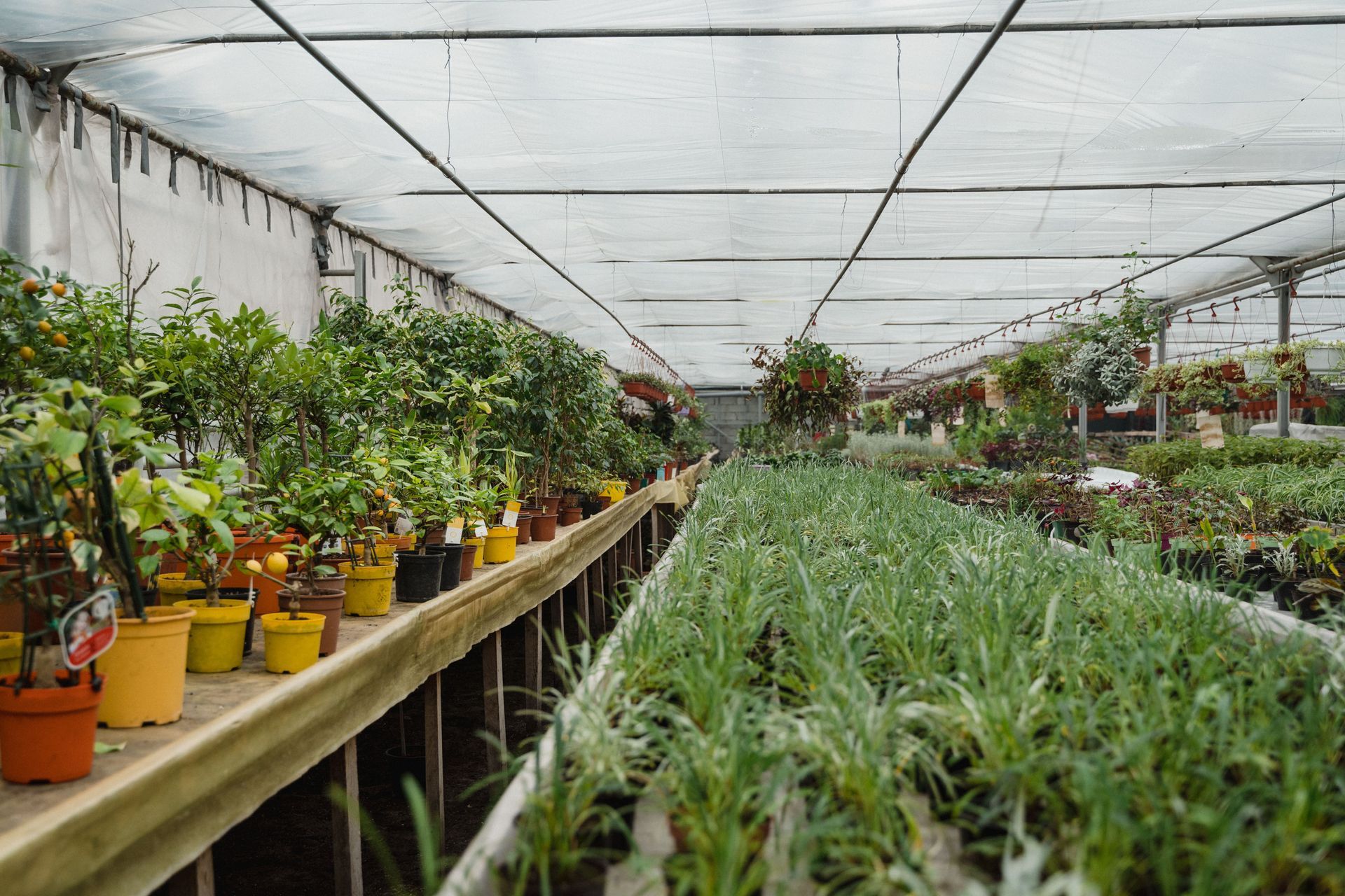 Greenhouse rows of potted plants and seedlings under a translucent roof