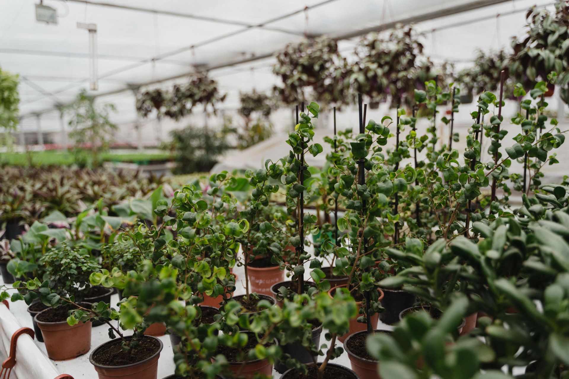 Potted plants in a greenhouse, with rows of green seedlings and hanging plants in the background