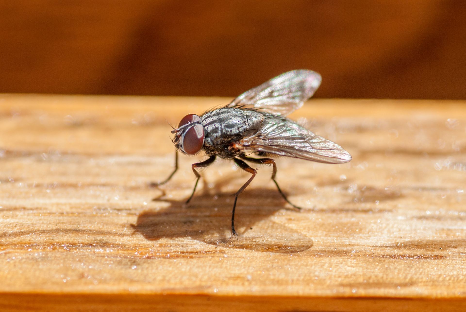 A housefly with striped body and large eyes rests on a wooden surface.