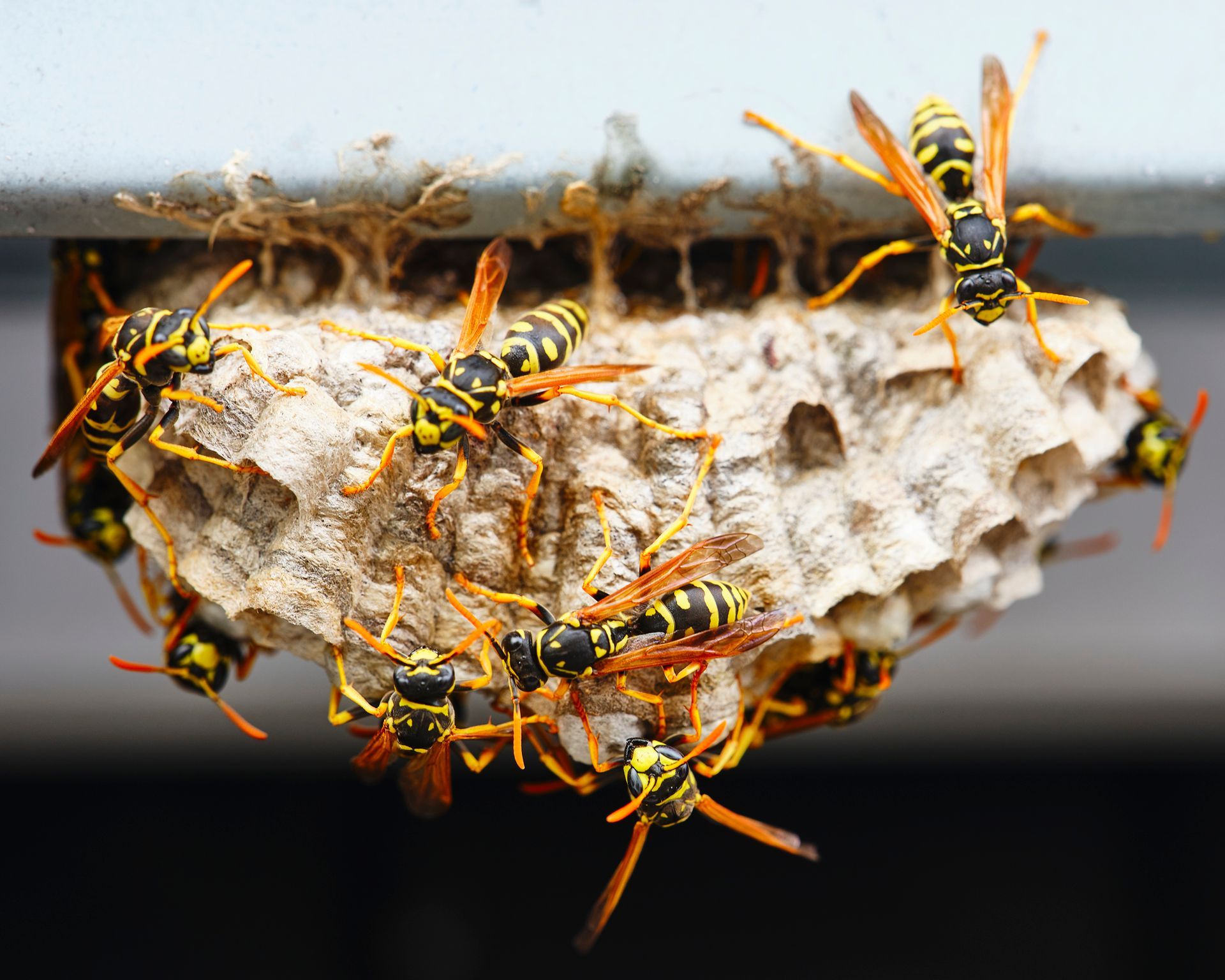 Wasps clustered around a paper nest, yellow and black striped bodies, outdoors.